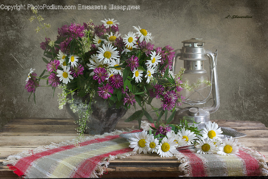 Aster, Blossom, Flower, Plant, Floral Design