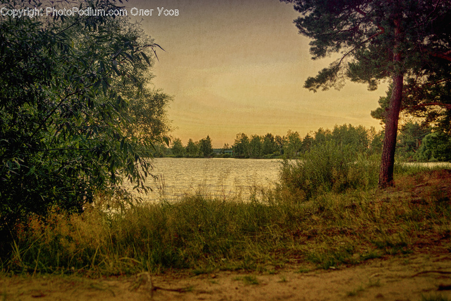 Field, Grass, Grassland, Land, Outdoors