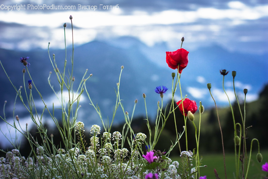 Blossom, Flora, Flower, Plant, Poppy
