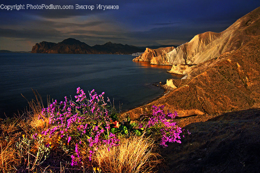 Plant, Potted Plant, Coast, Outdoors, Sea