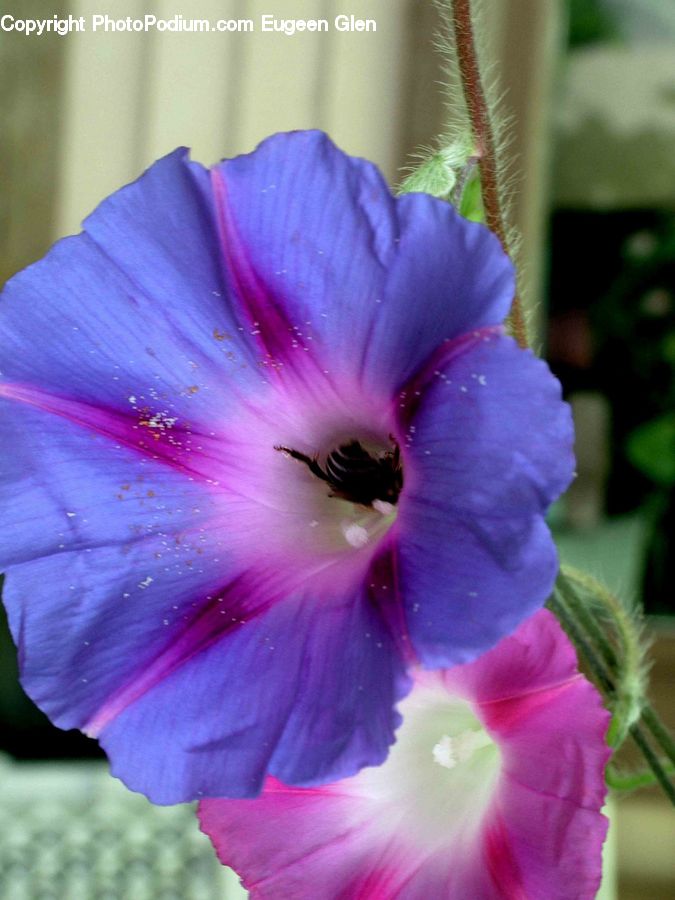 People, Person, Human, Blossom, Flora, Flower, Geranium