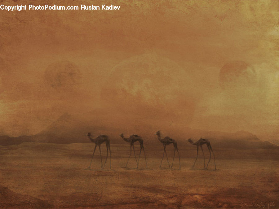 Animal, Gazelle, Impala, Mammal, Wildlife, Camel, Dawn