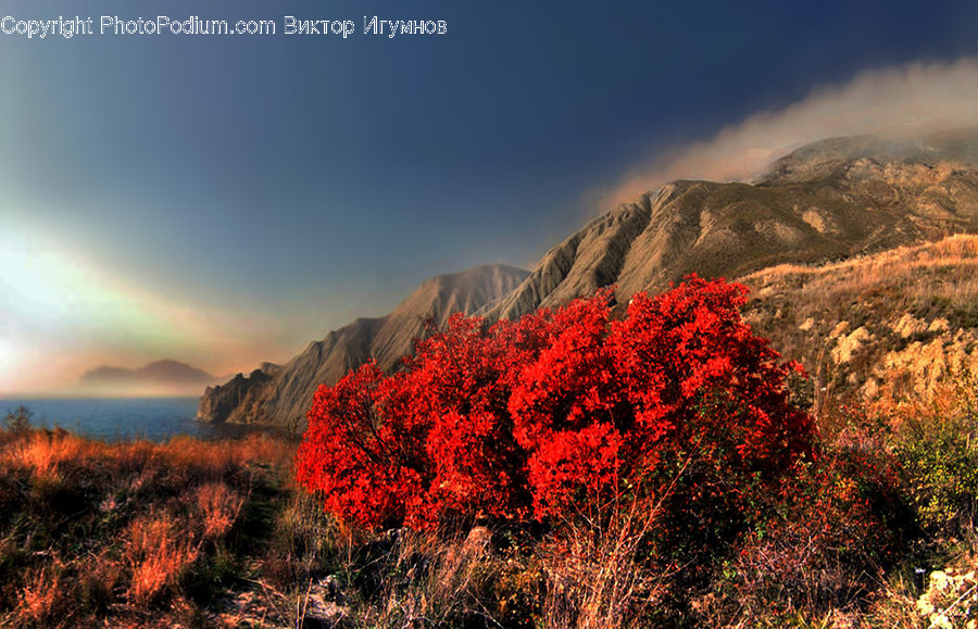 Bush, Plant, Vegetation, Dawn, Dusk