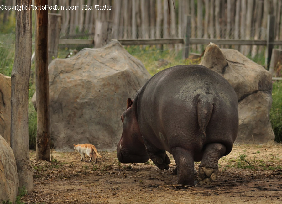Animal, Mammal, Rhino, Hippo, Bongo
