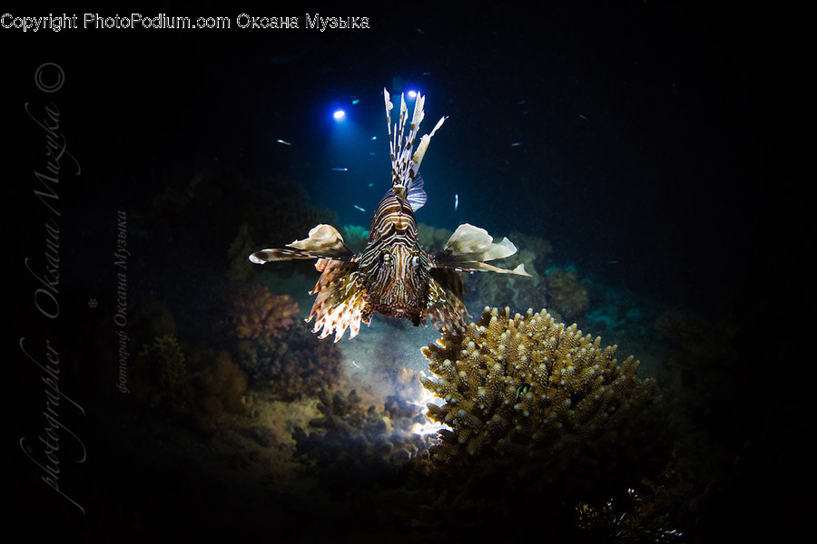 Sea Life, Coral Reef, Outdoors, Reef, Sea