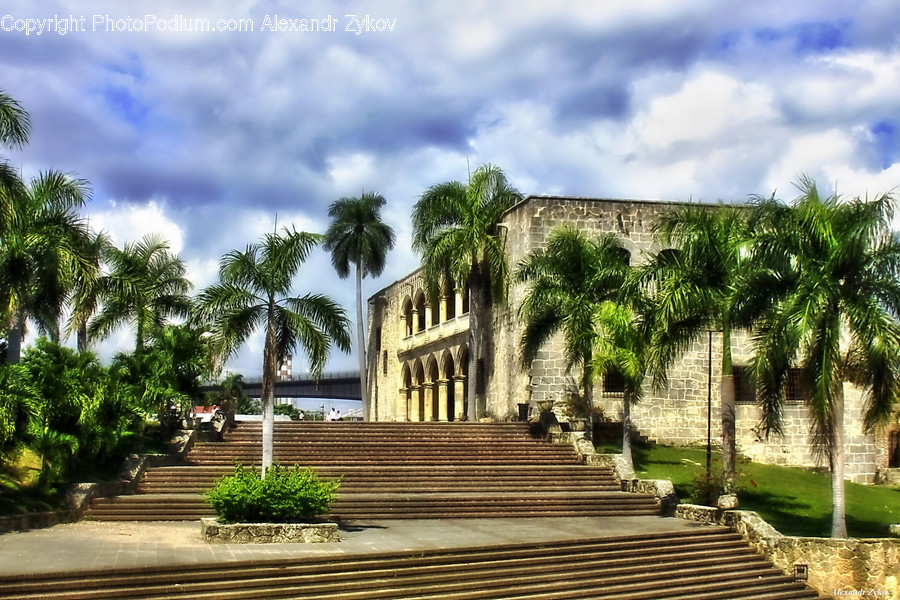 Palm Tree, Plant, Tree, Building, Housing