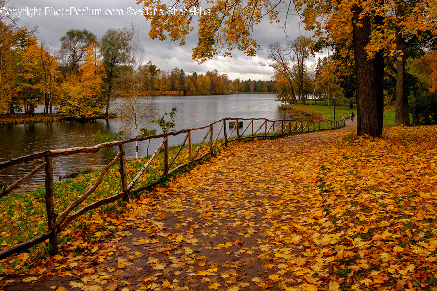 Forest, Grove, Land, Plant, Tree