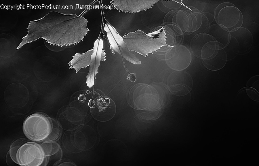 Maple, Maple Leaf, Plant, Blossom, Flora