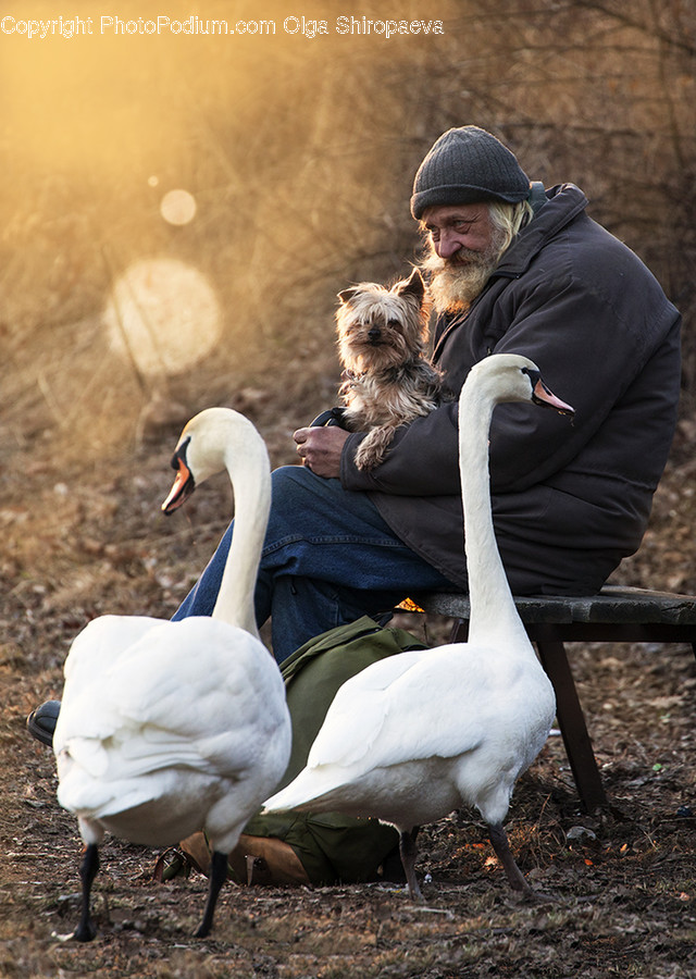 People, Person, Human, Bird, Swan