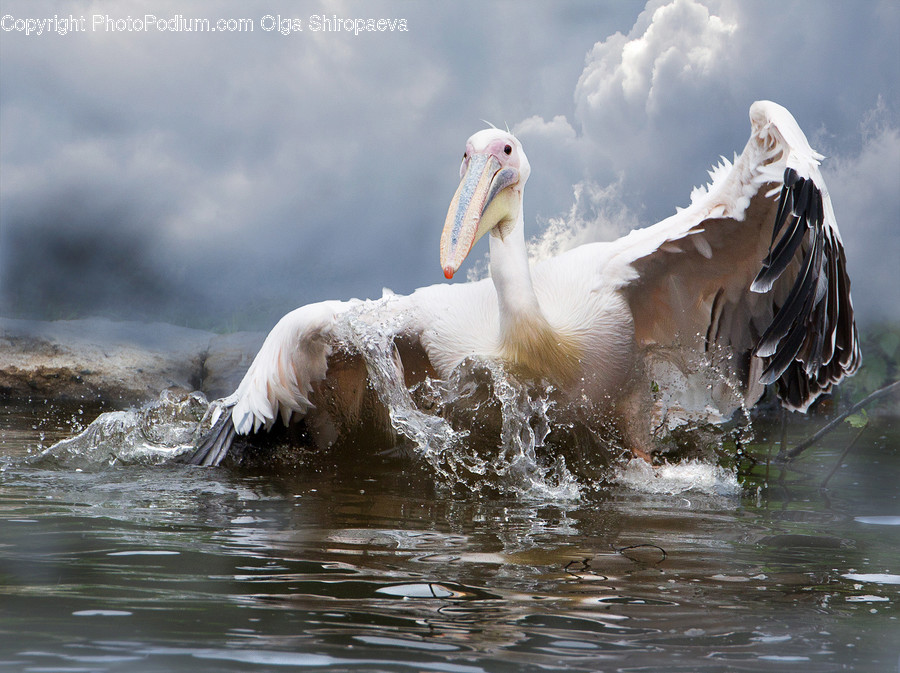 Beak, Bird, Booby, Outdoors, Sea