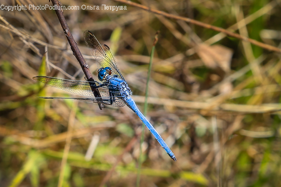 Anisoptera, Dragonfly, Insect, Invertebrate