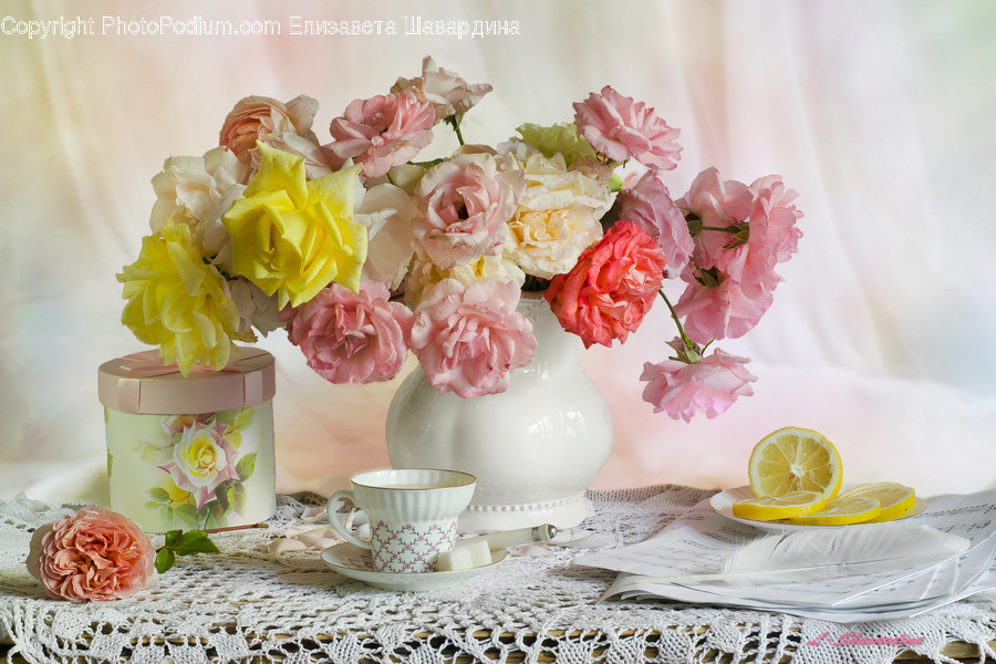 Blossom, Flower, Plant, Rose, Peony