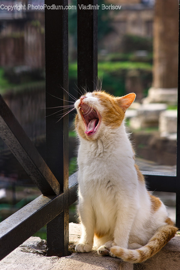 Animal, Pet, Cat, Kitten, Mammal