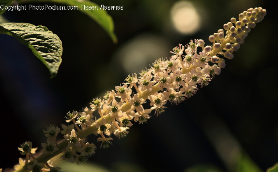 Plant, Potted Plant, Blossom, Flora, Flower