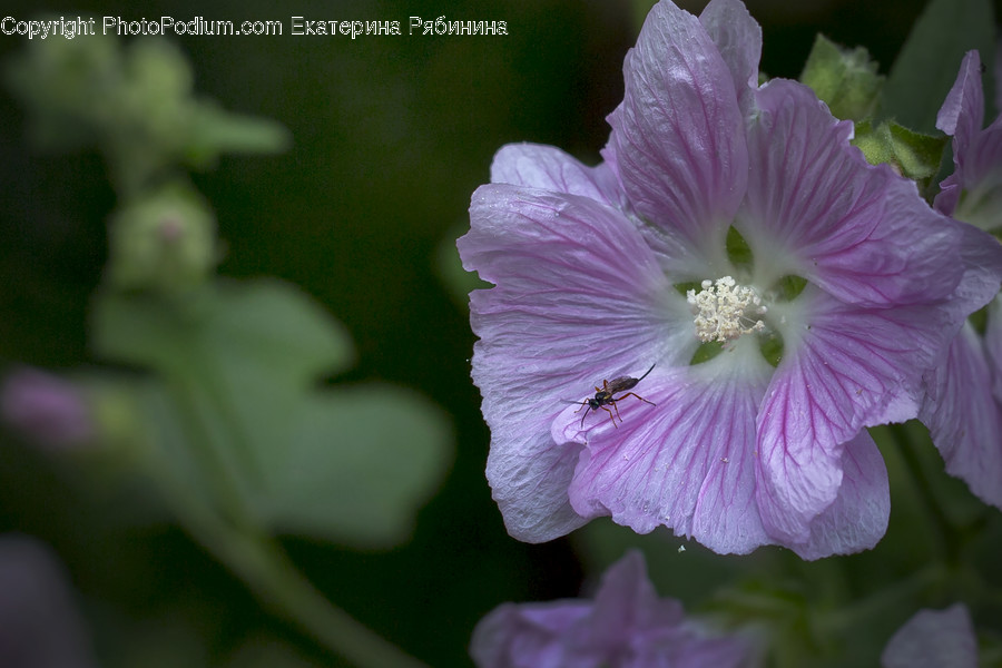 Blossom, Flora, Flower, Geranium, Plant