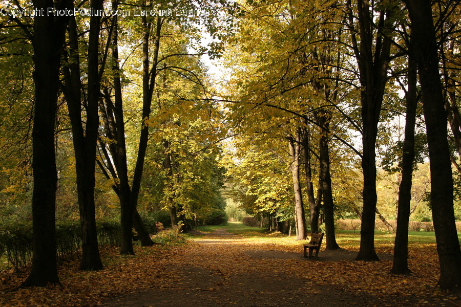 Forest, Vegetation, Grove, Land, Dirt Road