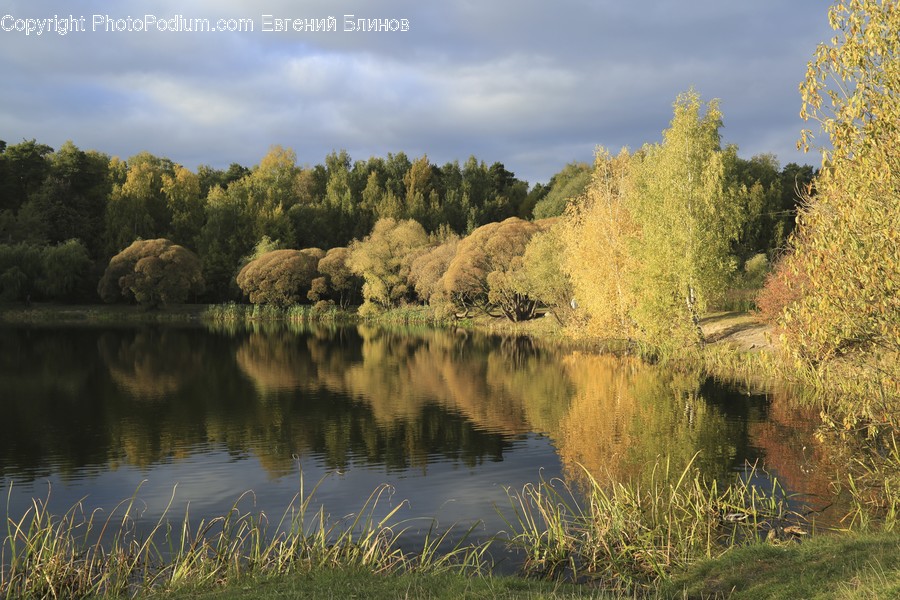 Outdoors, Pond, Water, Conifer, Fir
