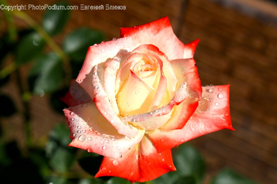 Blossom, Flower, Plant, Rose, Flora