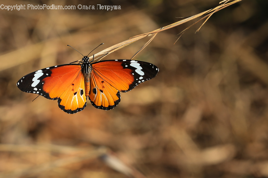 Butterfly, Insect, Invertebrate, Monarch, Blossom