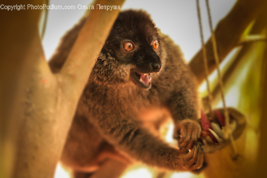 Animal, Lemur, Mammal, Monkey, Wildlife