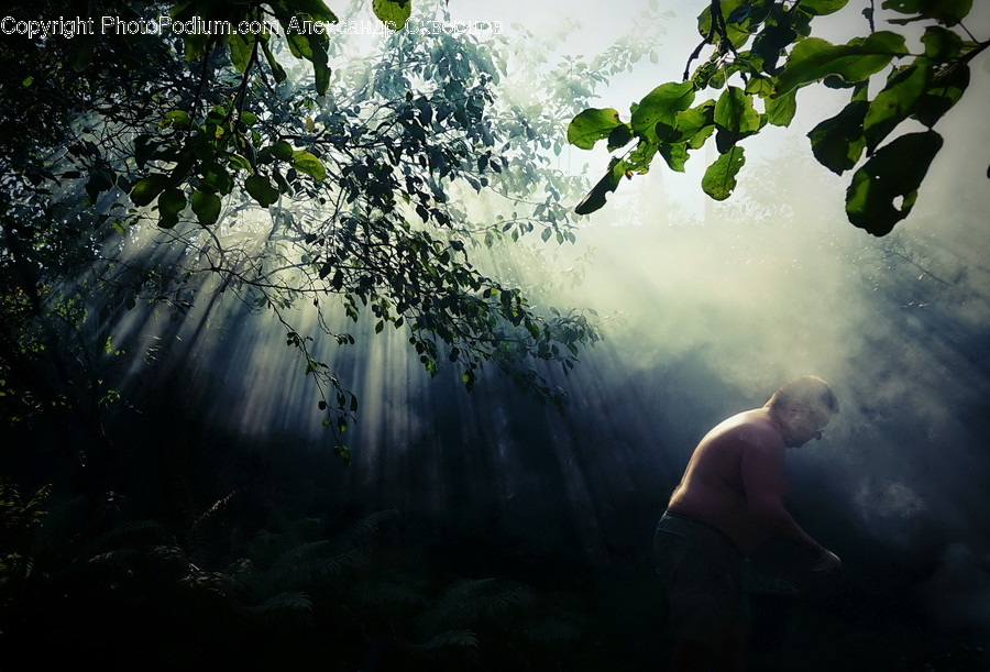 Ivy, Plant, Vine, Forest, Jungle