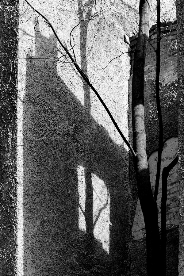 Plant, Tree, Birch, Wood, Brick
