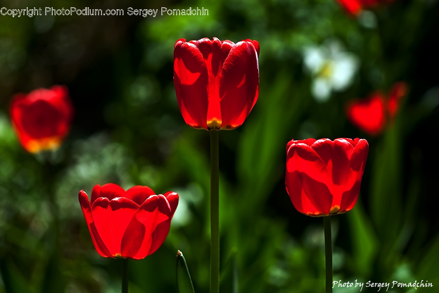 Blossom, Flora, Flower, Plant, Tulip