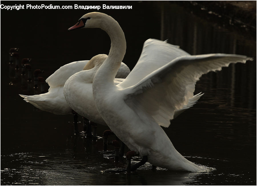 Bird, Swan, Waterfowl, Beak, Goose, Crane Bird, Heron