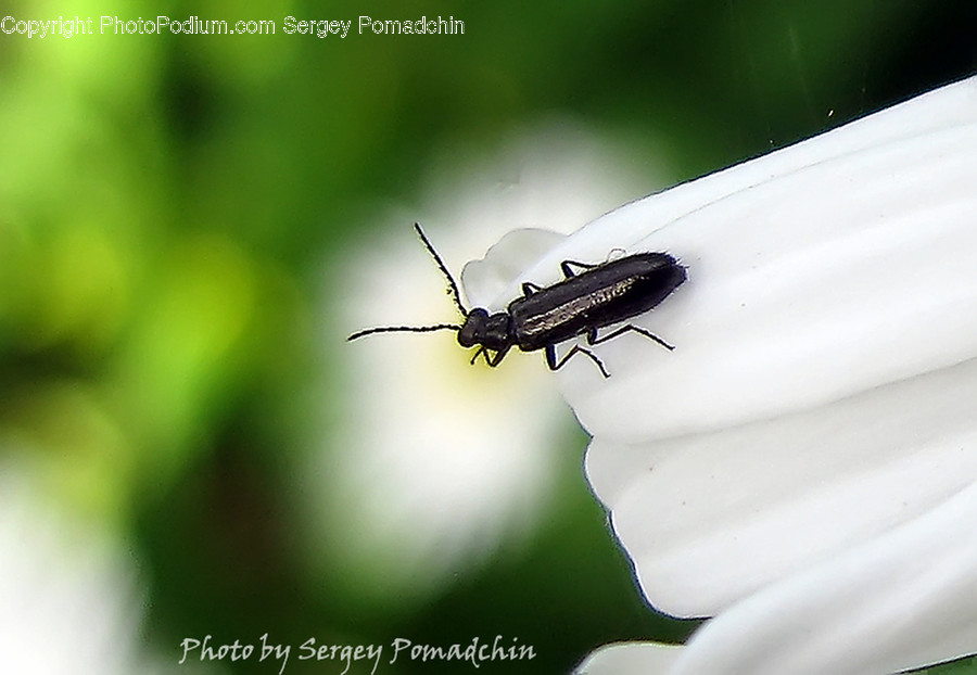 Cockroach, Insect, Invertebrate, Mosquito, Cricket Insect