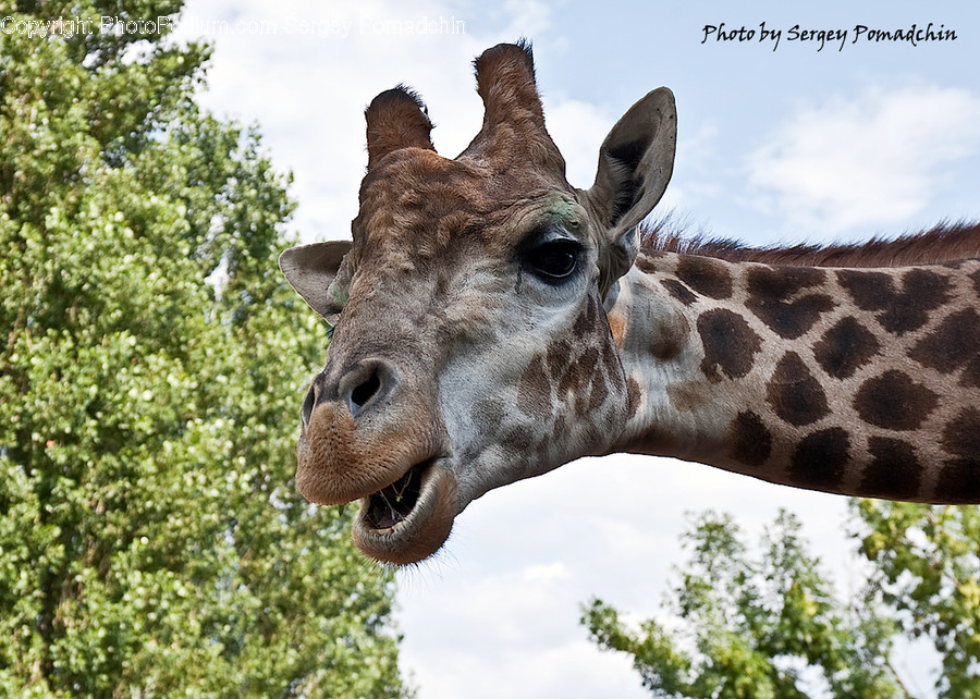 Animal, Giraffe, Mammal