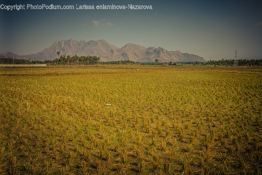 Field, Grain, Wheat, Grass, Grassland