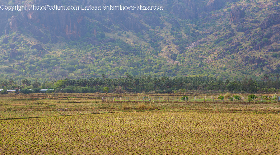 Countryside, Field, Grass, Grassland, Paddy Field