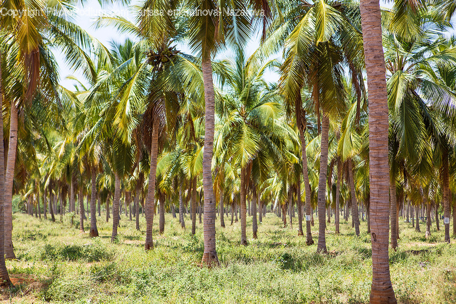 Palm Tree, Plant, Tree, Arecaceae, Fern