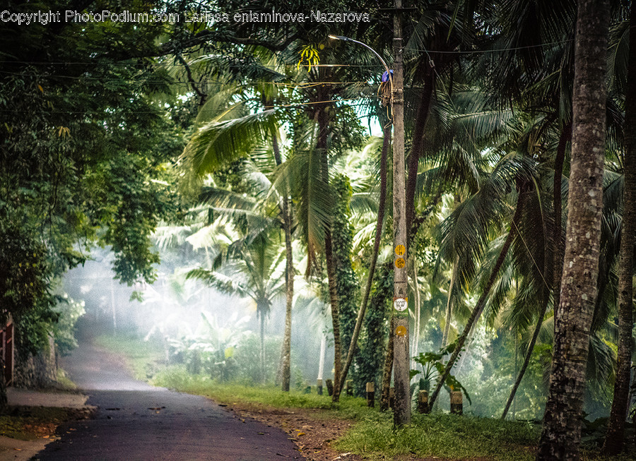 Forest, Jungle, Vegetation, Rainforest, Dirt Road