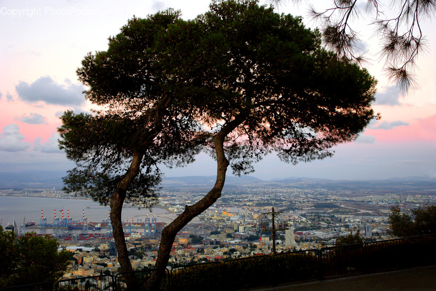 City, Downtown, Plant, Tree, Dawn