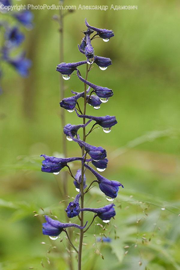 Flower, Lupin, Plant, Blossom, Flora