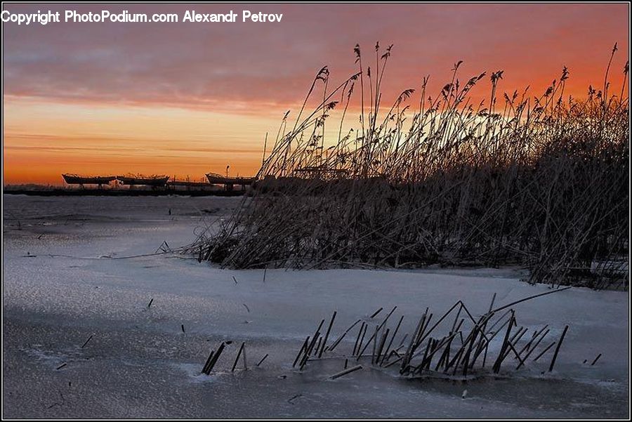 Grass, Plant, Reed, Land, Marsh, Outdoors, Swamp