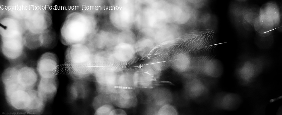 Smoke, X-Ray, Insect, Invertebrate, Mosquito