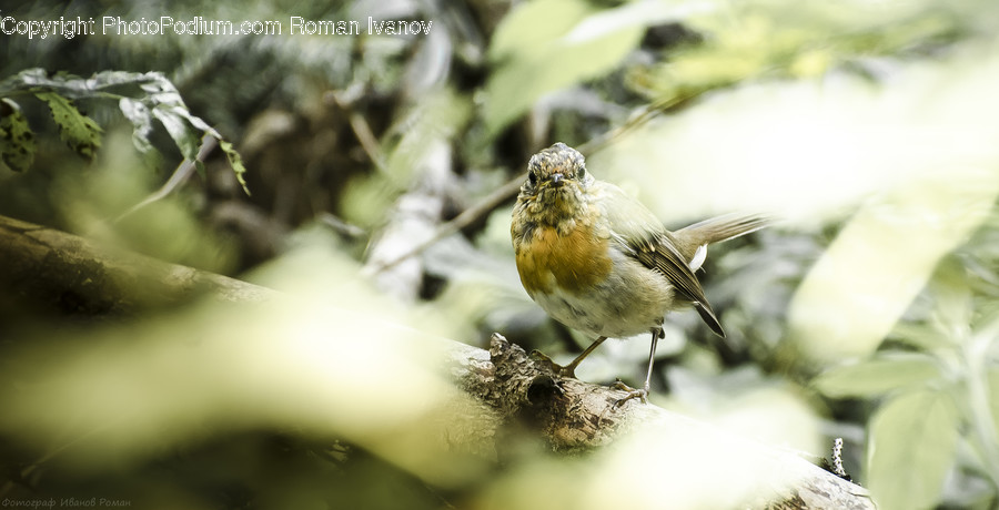 Bird, Robin, Conifer, Fir, Plant