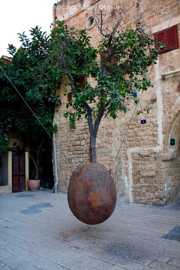 Ivy, Plant, Vine, Gourd, Produce