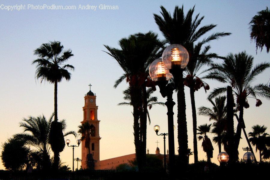 Palm Tree, Plant, Tree, Lantern, Architecture