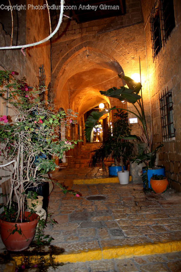 Plant, Potted Plant, Pot, Pottery, Patio