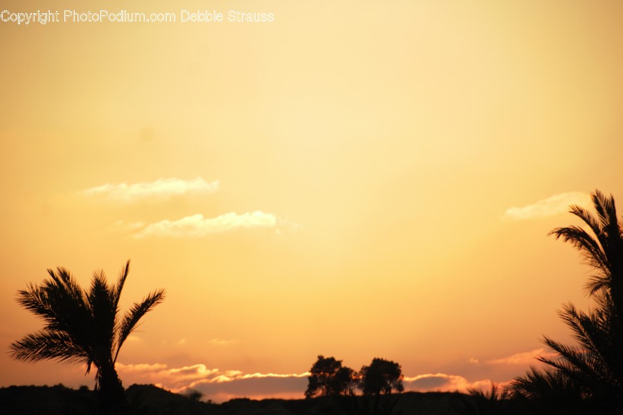 Palm Tree, Plant, Tree, Dawn, Dusk