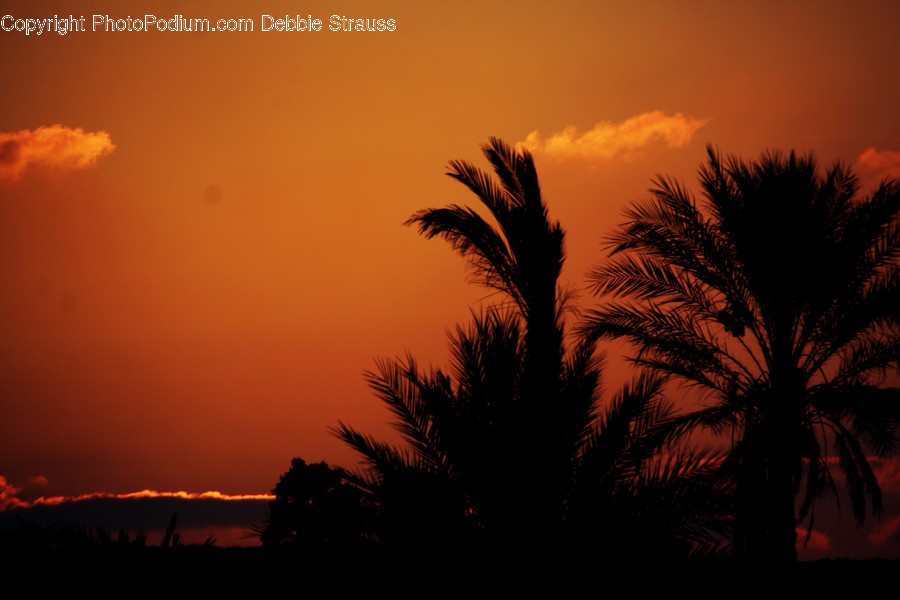 Dawn, Dusk, Red Sky, Sky, Sunrise