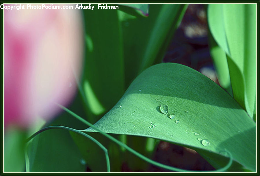 Leaf, Plant, Blossom, Flora, Flower, Field, Grass