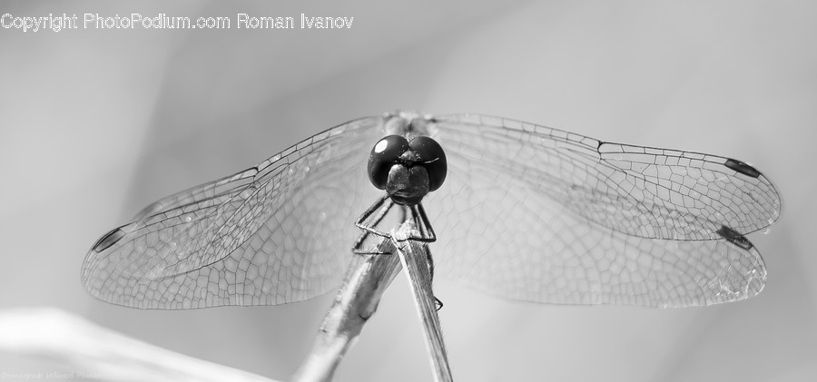 Anisoptera, Dragonfly, Insect, Invertebrate, Antenna