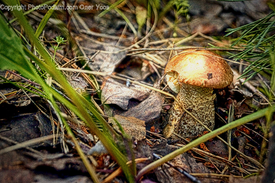 Agaric, Amanita, Fungus, Mushroom, Plant