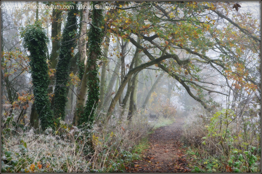 Forest, Jungle, Rainforest, Vegetation, Ivy