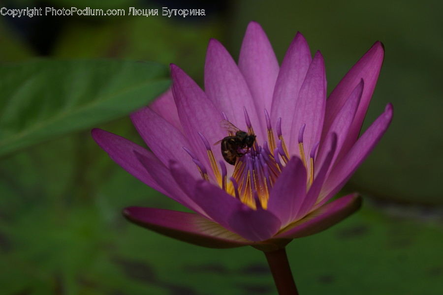 Flower, Lily, Plant, Pond Lily, Blossom