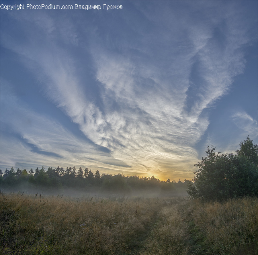 Field, Grass, Grassland, Land, Outdoors